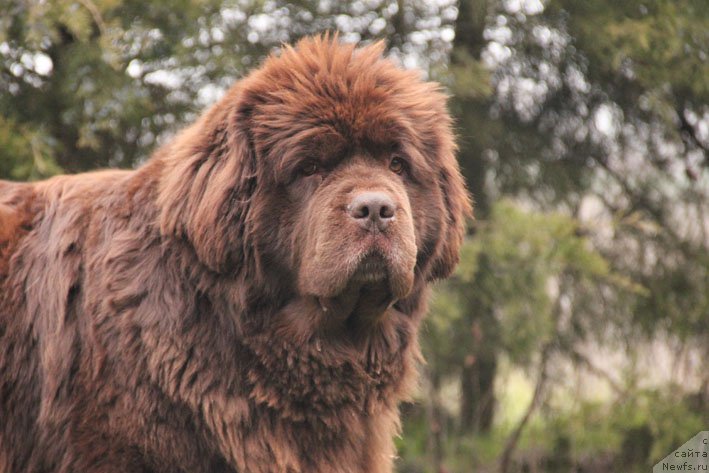 Фото: ньюфаундленд Хаппинесс Лонг-Аваитед с Берега Дона (Happyness Long-Awaited s Berega Dona)