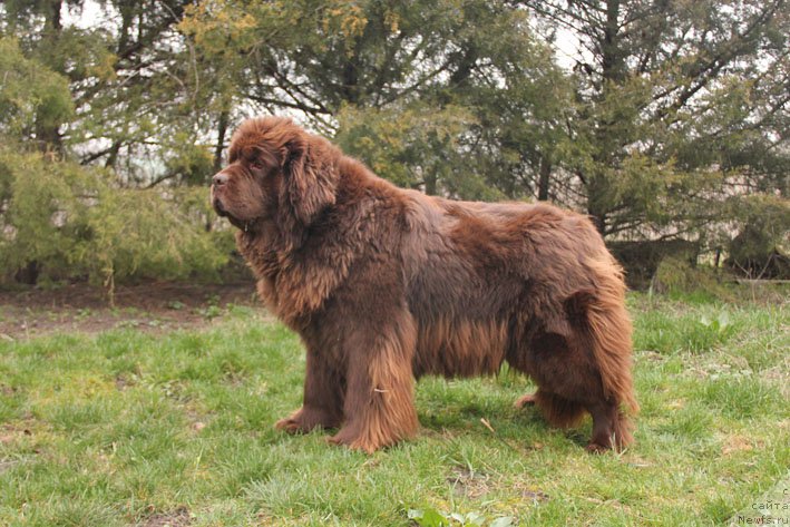 Фото: ньюфаундленд Хаппинесс Лонг-Аваитед с Берега Дона (Happyness Long-Awaited s Berega Dona)