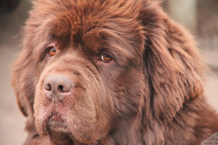 Фото: ньюфаундленд Хаппинесс Лонг-Аваитед с Берега Дона (Happyness Long-Awaited s Berega Dona)