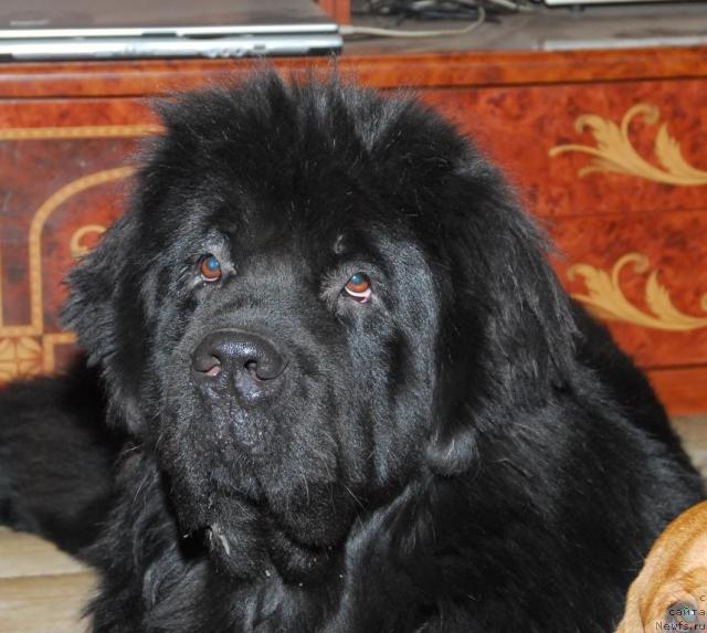 Фото: ньюфаундленд Сент Джонс Круиз (Sent Djons Kruiz)