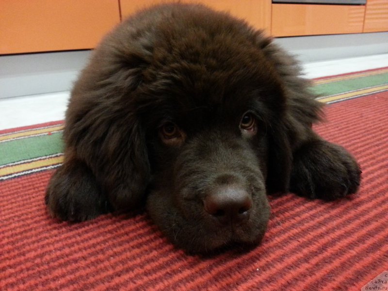 Фото: ньюфаундленд Браунблад МСК Сэмми Лесс