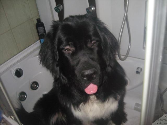 Фото: ньюфаундленд Питерньюф Живанши