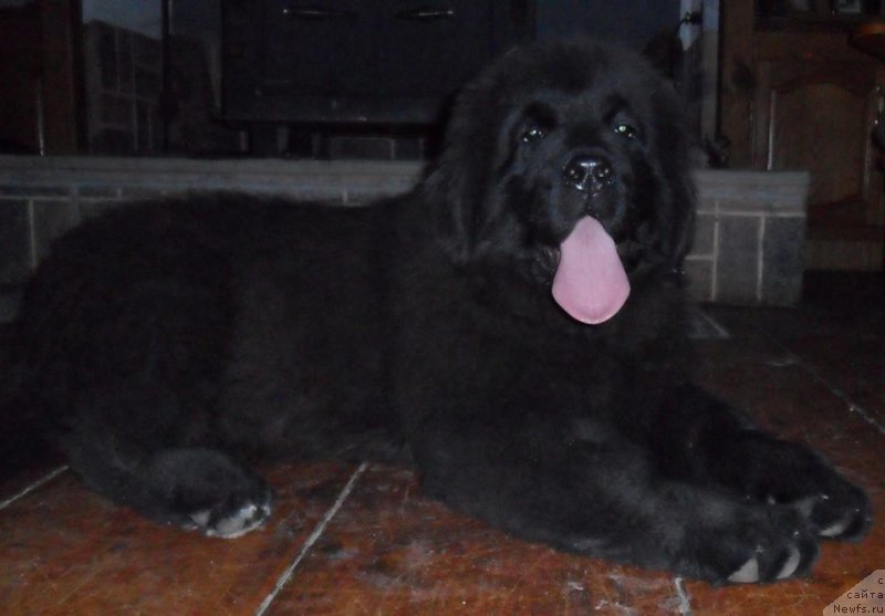 Фотография № 203441