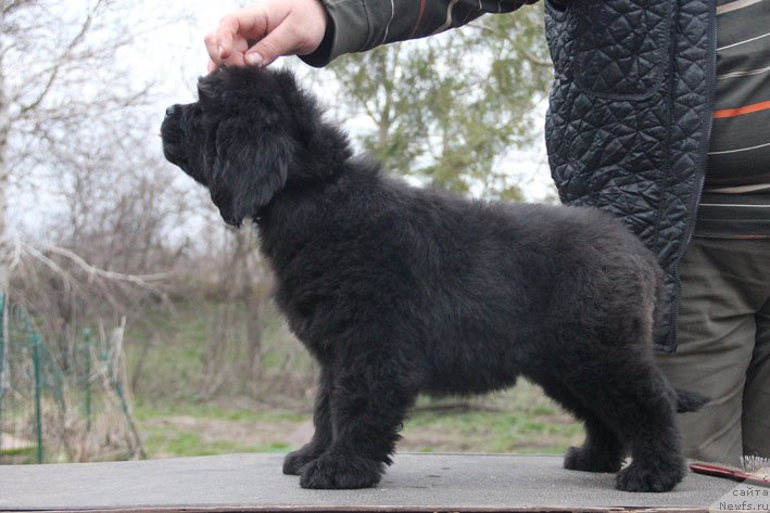 Фото: ньюфаундленд Знатная Дама с Берега Дона (Znatnaya Dama s Berega Dona)