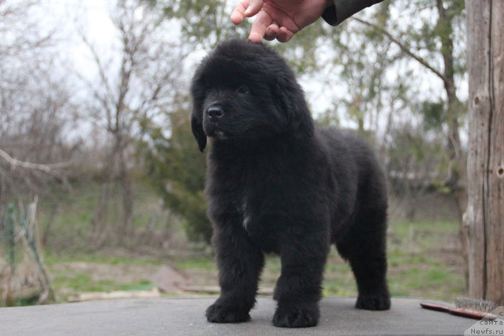 Фото: ньюфаундленд Знатная Дама с Берега Дона (Znatnaya Dama s Berega Dona)