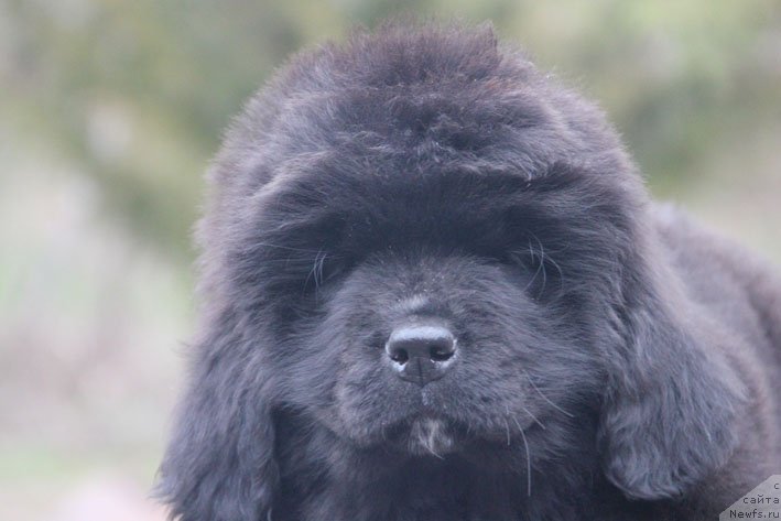 Фото: ньюфаундленд Знатная Дама с Берега Дона (Znatnaya Dama s Berega Dona)