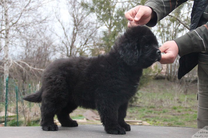 Фото: ньюфаундленд Зимняя Вишня с Берега Дона (Zimnyaya Vishnya s Berega Dona)