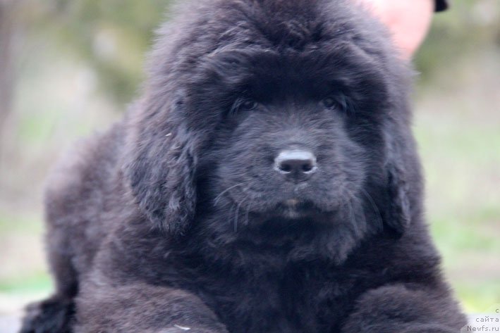 Фото: ньюфаундленд Зимняя Вишня с Берега Дона (Zimnyaya Vishnya s Berega Dona)