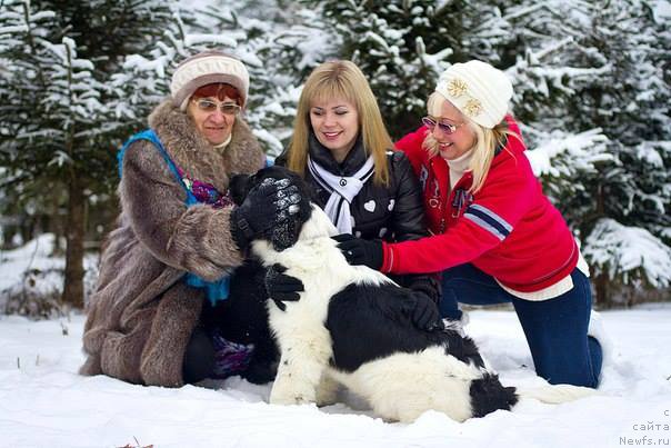 Фото: ньюфаундленд Нола