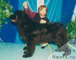 Фото: ньюфаундленд Cayuga Jamielesalvadonica