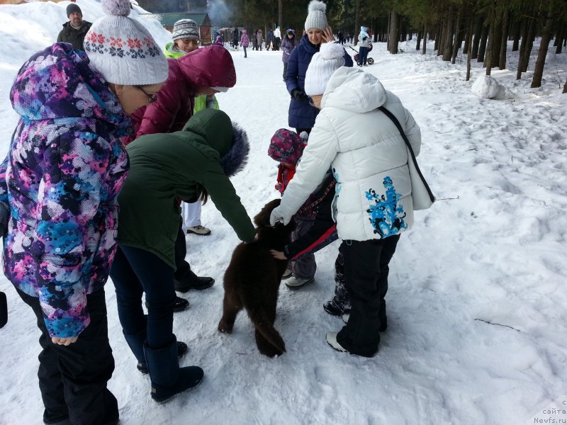 Фото: ньюфаундленд Браунблад МСК Сэмми Лесс