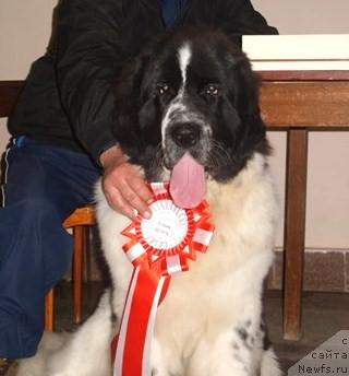Фото: Сент Джонс Принцип Домино, 7 мес.