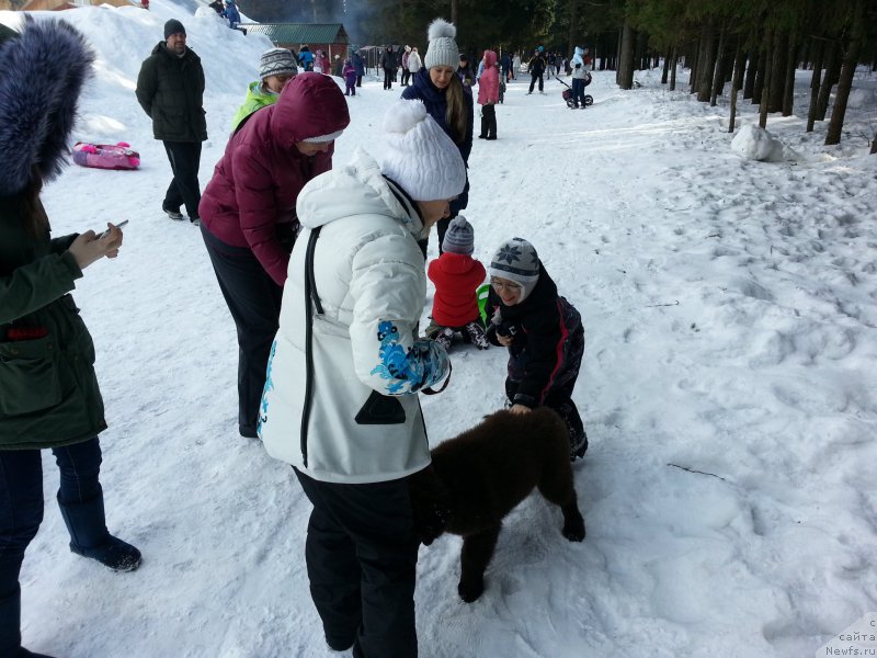 Фото: ньюфаундленд Браунблад МСК Сэмми Лесс