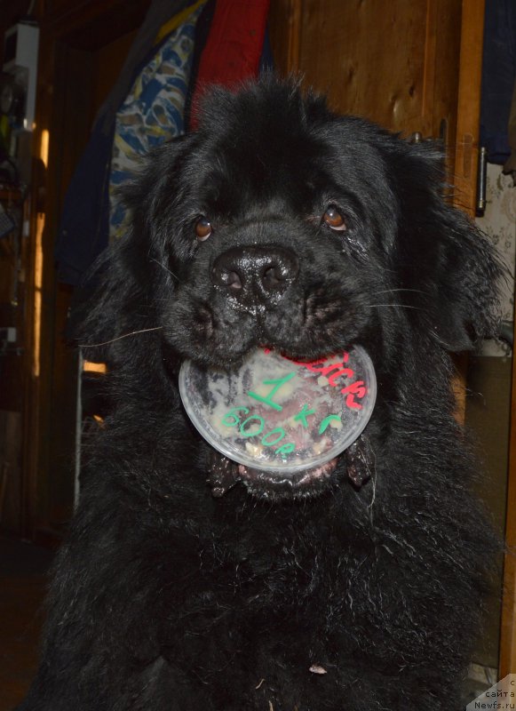 Фото: ньюфаундленд Акватория Келвин Кадриль (Aquatoriya Kelvin Kadril)