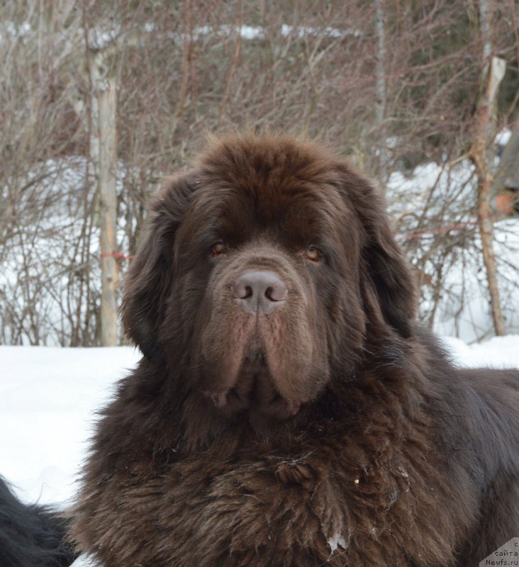 Фото: ньюфаундленд I Follow The Sun de L'Etoile de Cyrice