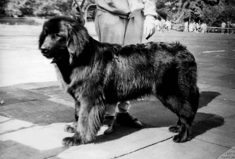 Фото: ньюфаундленд Барри Ян Берг