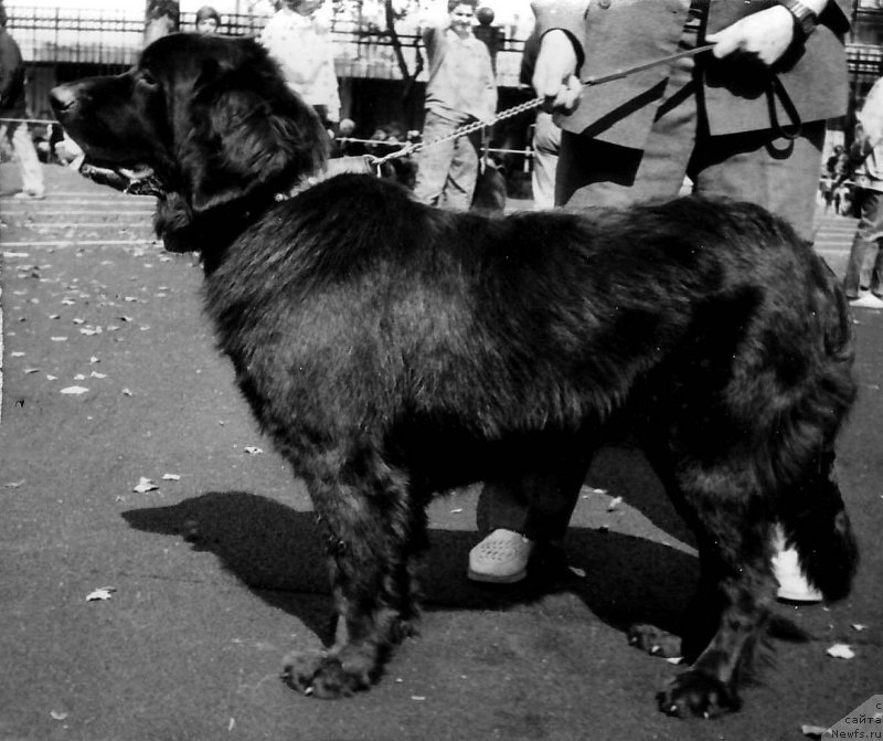 Фото: ньюфаундленд Ювента Ирбе