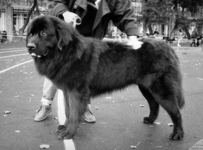 Фото: ньюфаундленд Ен Скиннер Риют Гай