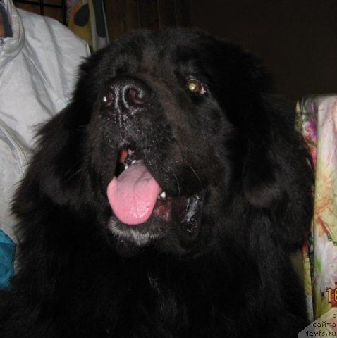 Фото: ньюфаундленд Балустар де Мантальчино