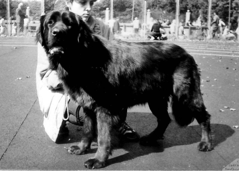 Фото: ньюфаундленд Чални Риджайна