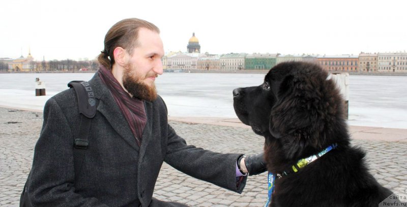 Фото: ньюфаундленд Черная Мафия Аттрактиве Повер (Chernaya Mafia Attractive Power)