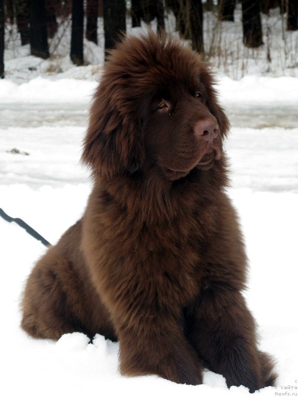 Фото: ньюфаундленд Фанньюф Анатолия