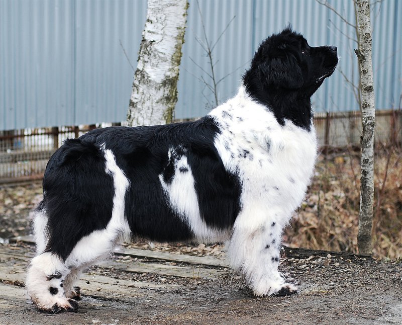 Фотография № 203487