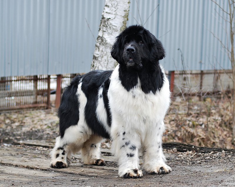 Фотография № 203488