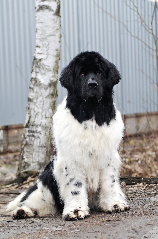 Фото: ньюфаундленд Питерньюф Продижи (Piternyuf Prodigy)