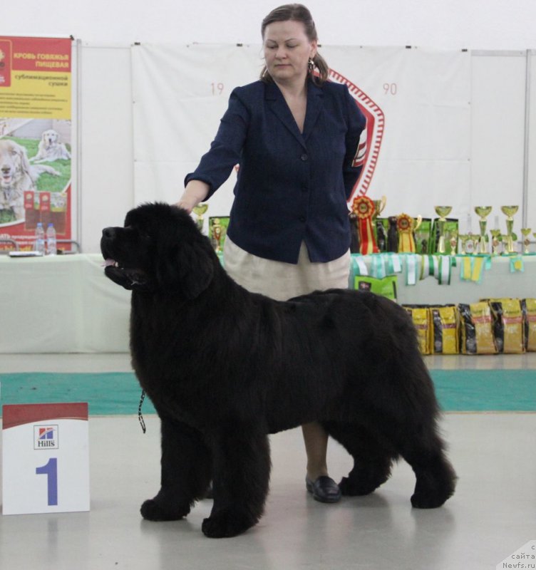 Фото: ньюфаундленд Акватория Келвин Урса Хай Спирит (Aquatoria Kelvin Ursa High Spirit)