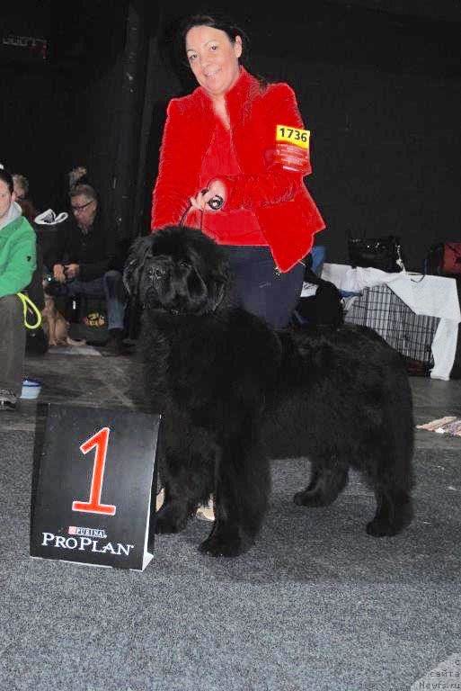 Фото: ньюфаундленд Акватория Келвин Югендстил фо Риезранд