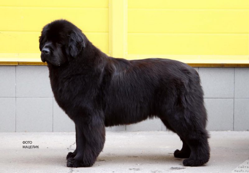 Фото: ньюфаундленд Вперед Зовущая с Берега Дона (Vpered Zovuschaya s Berega Dona)