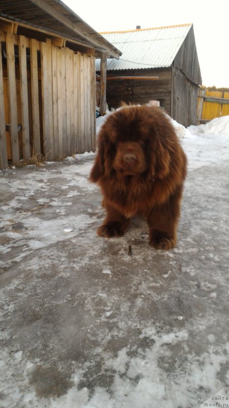 Фото: ньюфаундленд Ньюфорт Юрай Квин