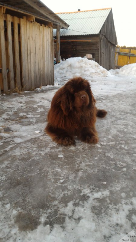 Фото: Юлия Рычкова, ньюфаундленд Ньюфорт Юрай Квин