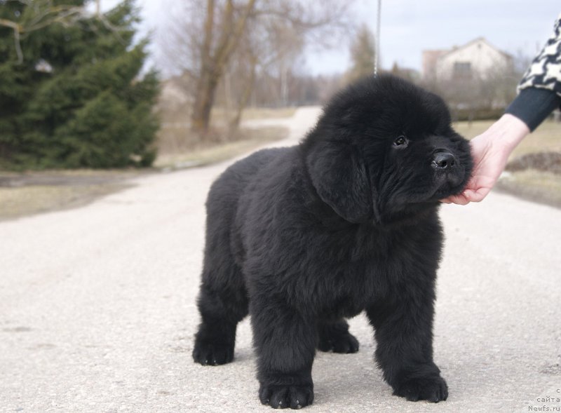 Фотография № 203515