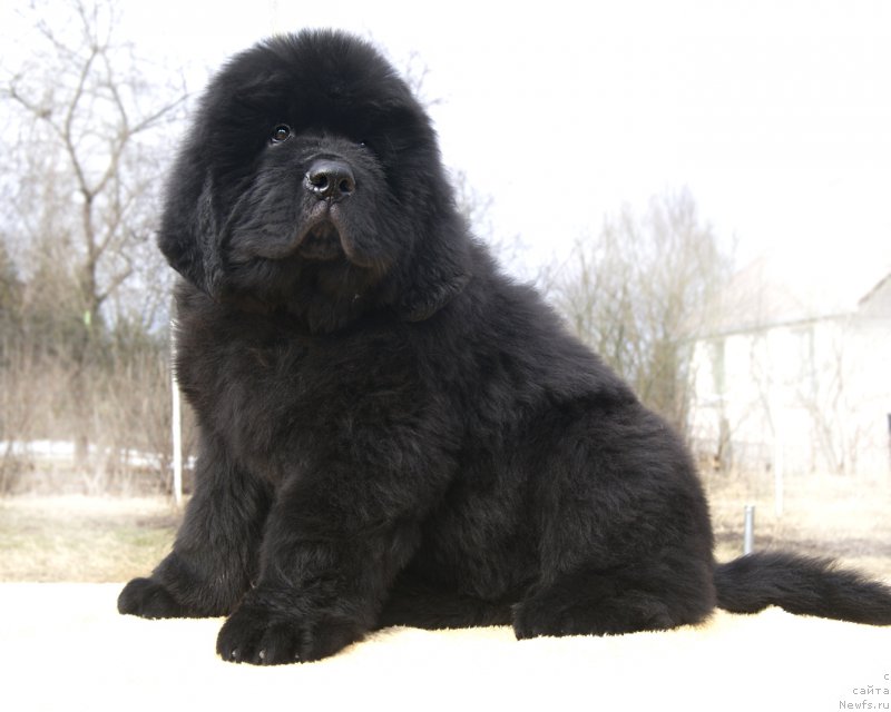 Фотография № 203517