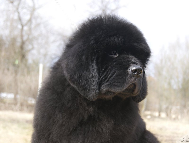 Фотография № 203518