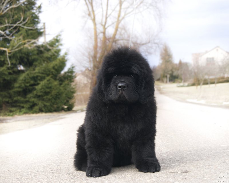 Фотография № 203519