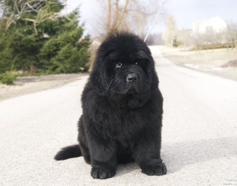 Фотография № 203520