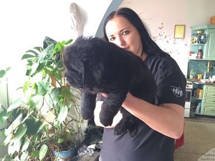 Фото: ньюфаундленд Линда Вялiкi Мядзведзь, ньюфаундленд Zhdanny Syn Vialiki Miadzvedz