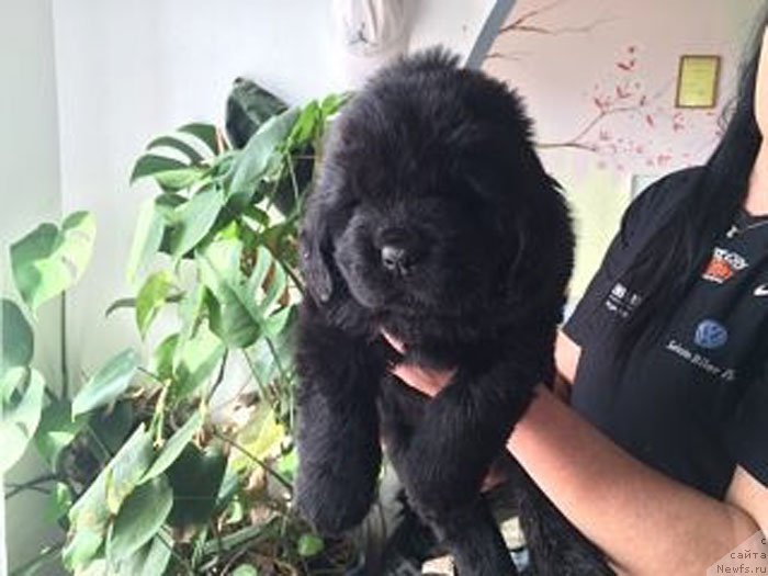 Фото: ньюфаундленд Линда Вялiкi Мядзведзь, ньюфаундленд Zhdanny Syn Vialiki Miadzvedz