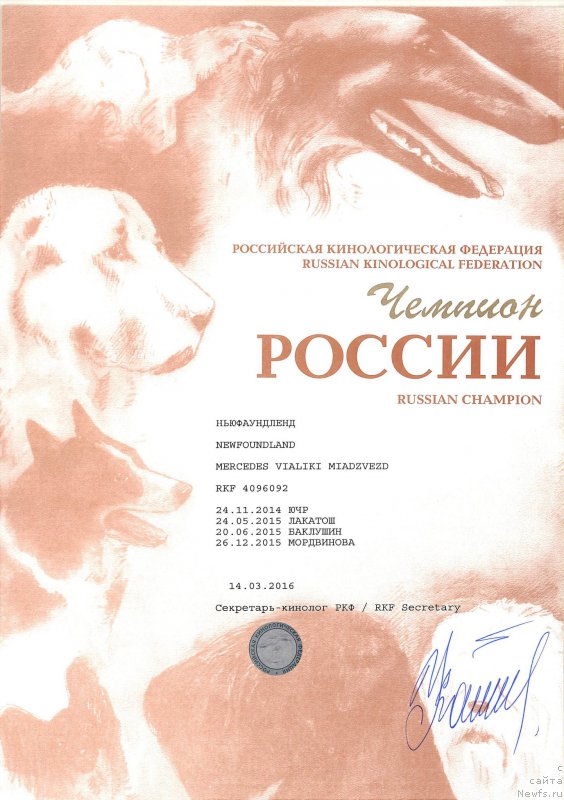 Фото: ньюфаундленд Мерседес Вялiкi Мядзведзь (Mercedes Vialiki Miadzvedz)