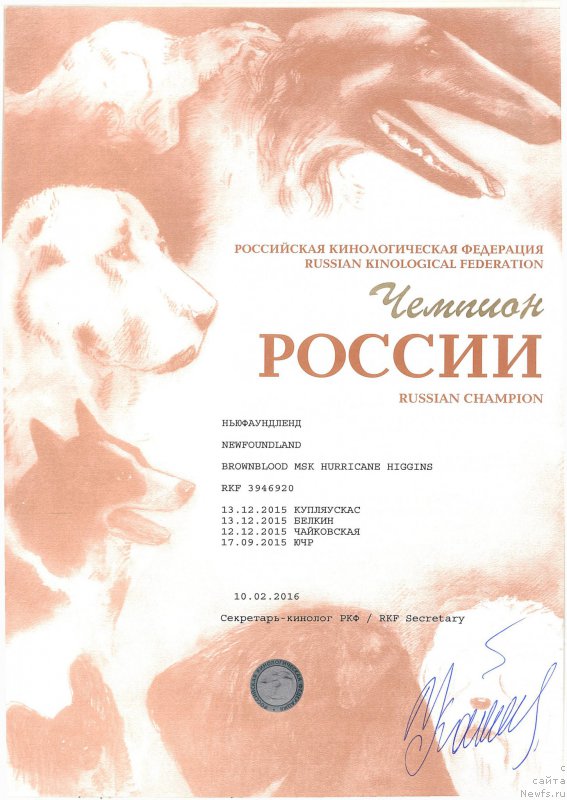Фото: ньюфаундленд Браунблад МСК Харрикейн Хиггенс (Brownblood MSK Harricane Higgins)