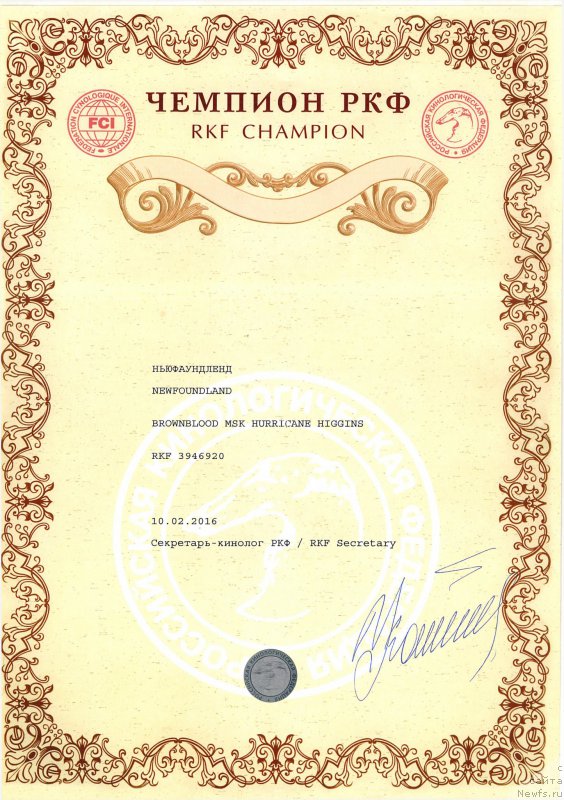 Фото: ньюфаундленд Браунблад МСК Харрикейн Хиггенс (Brownblood MSK Harricane Higgins)