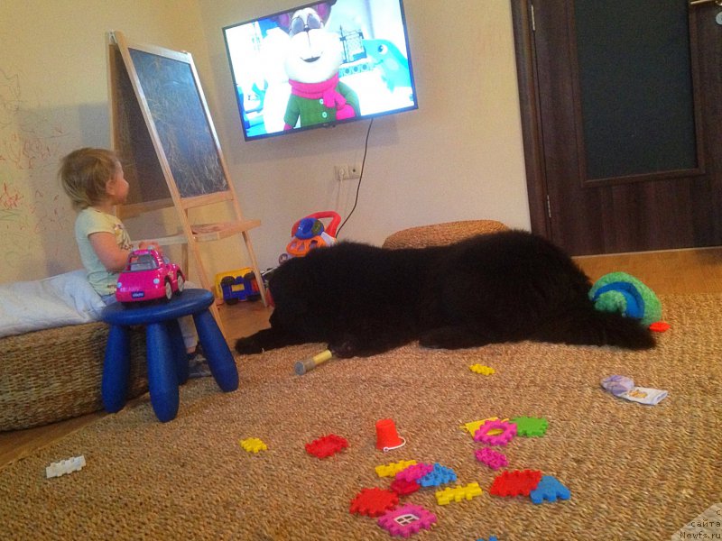 Фото: ньюфаундленд Браунблад МСК Харита Хавва (Brownblood MSK Harita Havva)