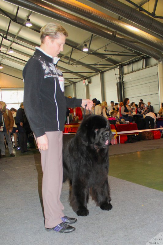 Фото: ньюфаундленд Starlit Lake's Iikka