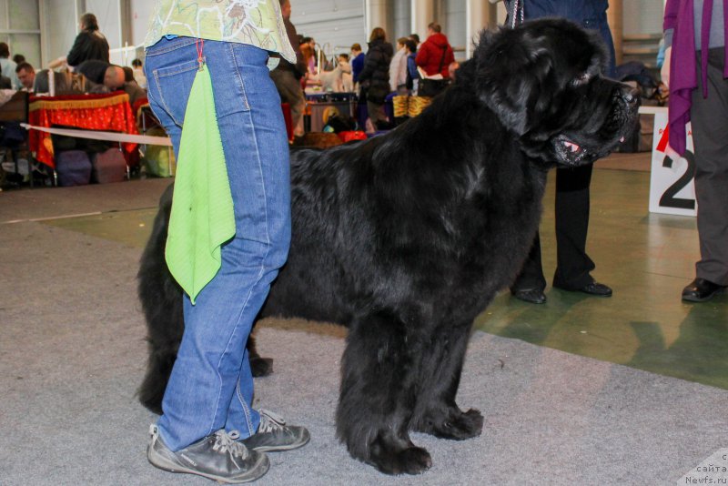 Фото: ньюфаундленд Бегущая по Волнам Зефирин Друэн (Beguschaya po Volnam Zephirine Drouhin)