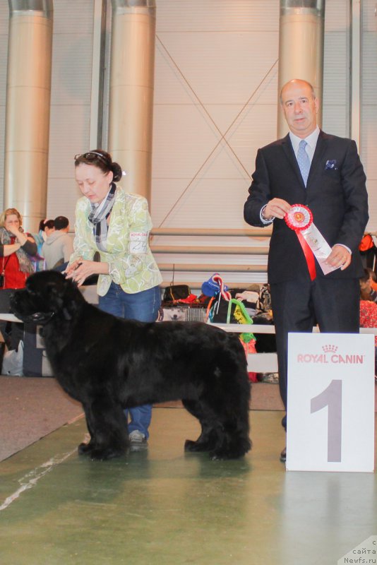 Фото: ньюфаундленд Бегущая по Волнам Зефирин Друэн (Beguschaya po Volnam Zephirine Drouhin)
