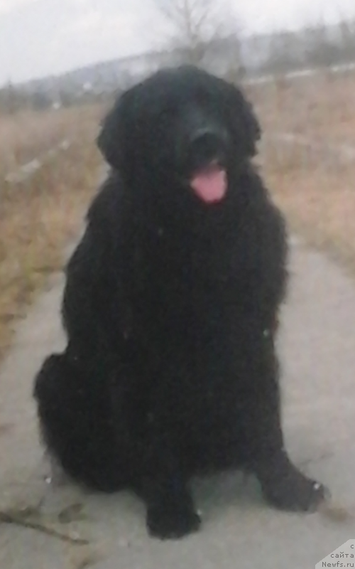 Фото: ньюфаундленд Норман