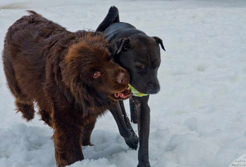 Фото: ньюфаундленд Альфа Дар Окса Ванилия